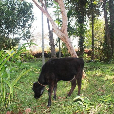 Dudhsagar Plantation Villa Cormonem Ngoại thất bức ảnh