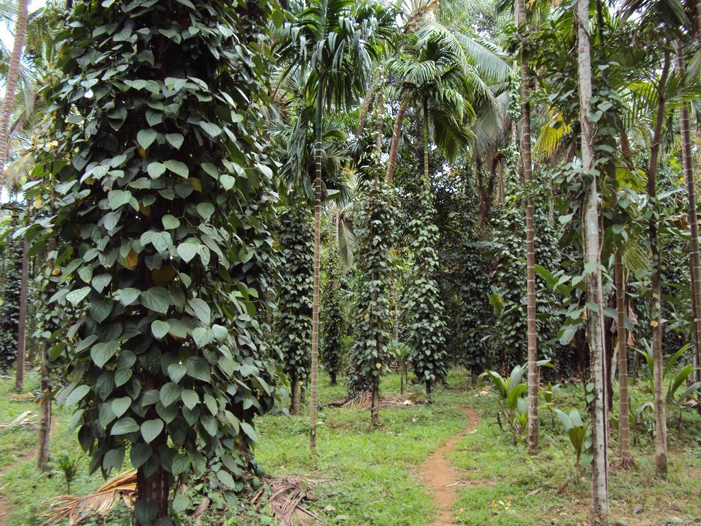 Dudhsagar Plantation Villa Cormonem Ngoại thất bức ảnh