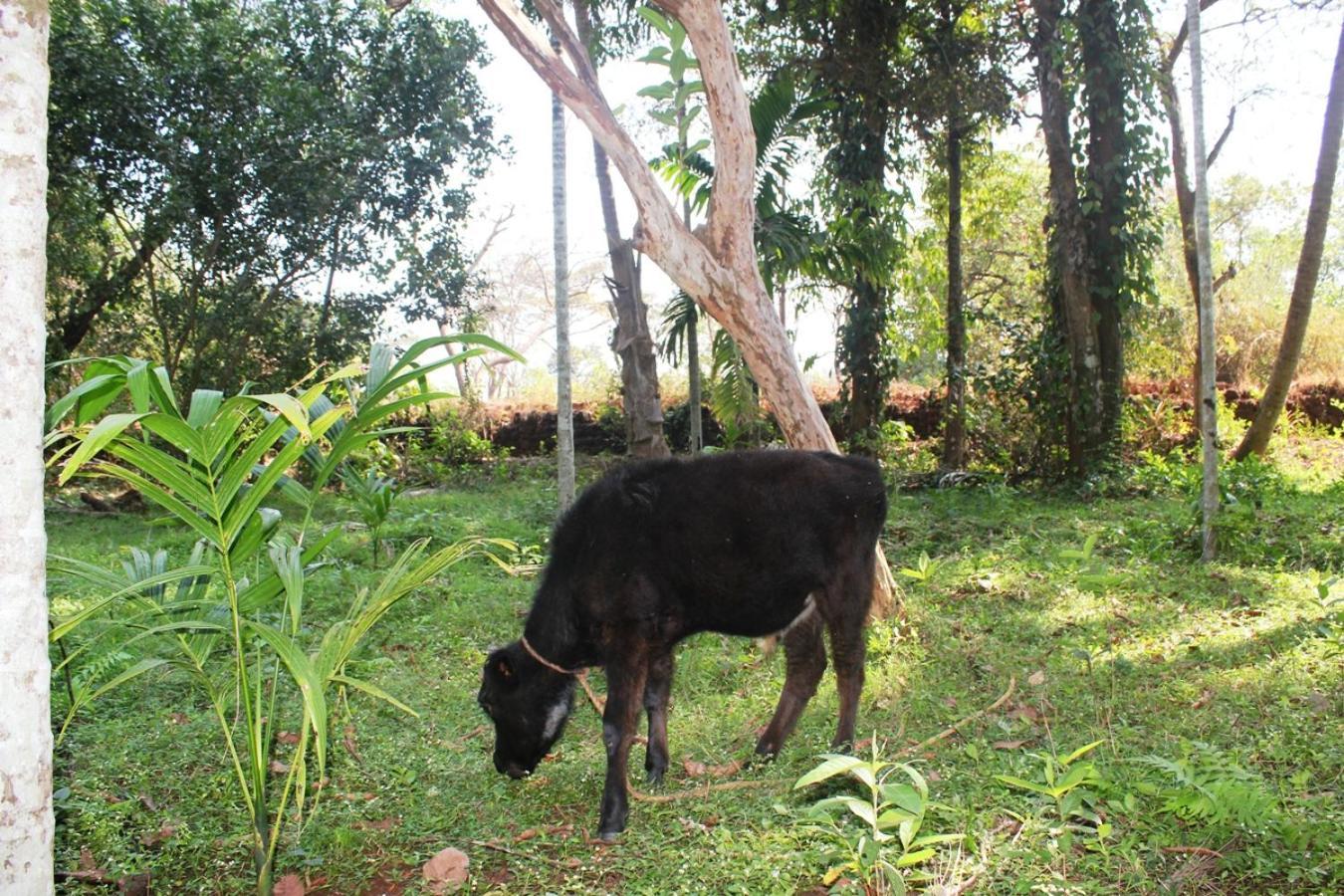 Dudhsagar Plantation Villa Cormonem Ngoại thất bức ảnh