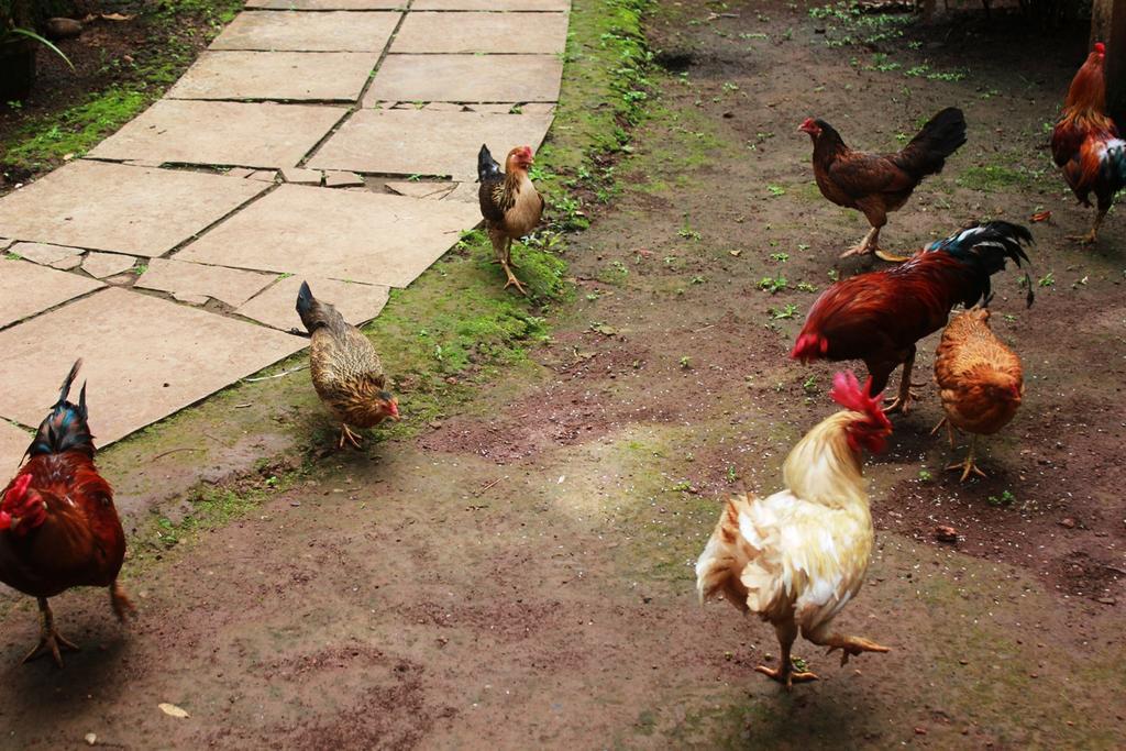 Dudhsagar Plantation Villa Cormonem Ngoại thất bức ảnh